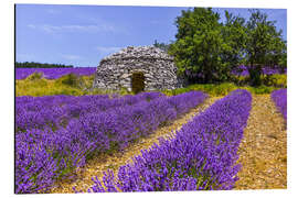 Aluminium print Stone hut in the lavender field