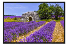 Gerahmter Kunstdruck Steinhütte im Lavendelfeld
