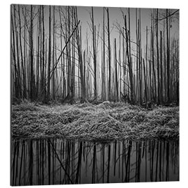 Aluminium print Gloomy forest