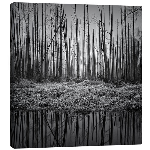 Leinwandbild Düsterer Wald