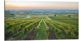 Quadro em alumínio Vineyards at sunrise, Lower Austria