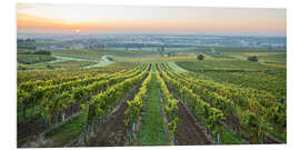 Quadro em PVC Vineyards at sunrise, Lower Austria