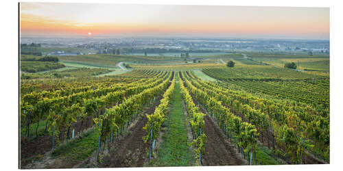 Tableau en plexi-alu Vignobles au lever du soleil, Basse-Autriche