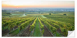 Naklejka na ścianę Vineyards at sunrise, Lower Austria