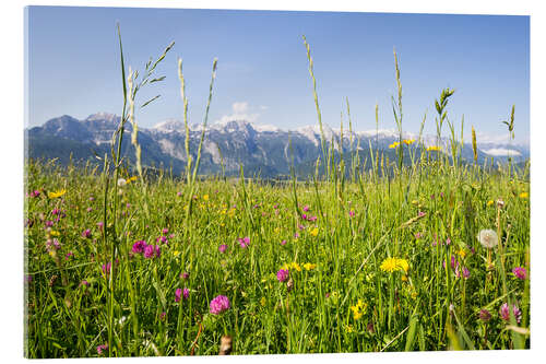 Acrylglas print Flower meadow in the mountains