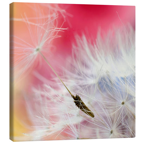 Canvas print Dandelion polychrome