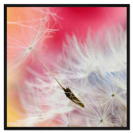 Gerahmter Kunstdruck Pusteblume Polychrom