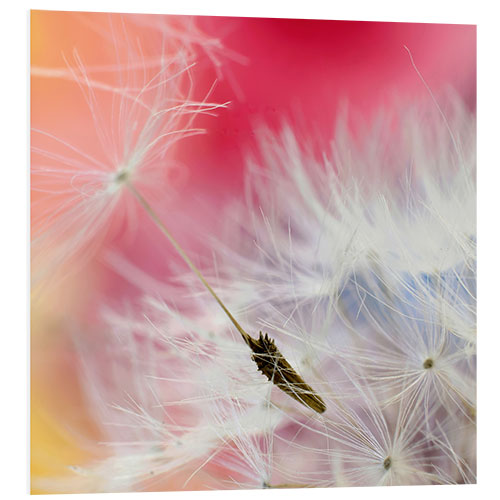 Foam board print Dandelion polychrome