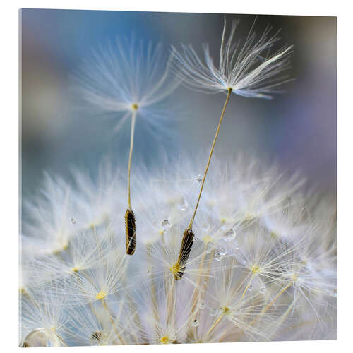 Acrylic print Dandelion impression