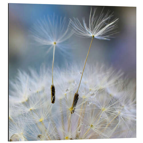 Aluminiumsbilde Dandelion impression