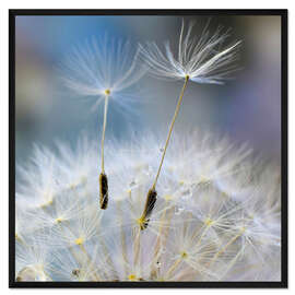 Gerahmter Kunstdruck Pusteblumen Impression