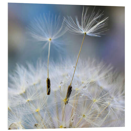 Print på skumplade Dandelion impression