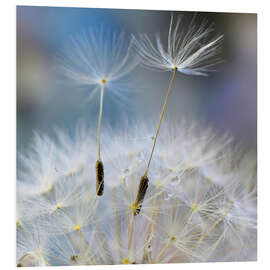 Quadro em PVC Dandelion impression