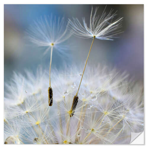 Autocolante decorativo Dandelion impression