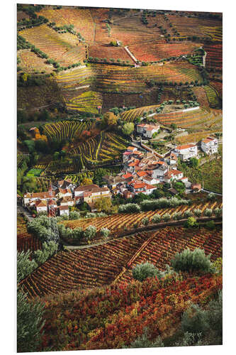 Foam board print Grape vines in Douro valley, Portugal