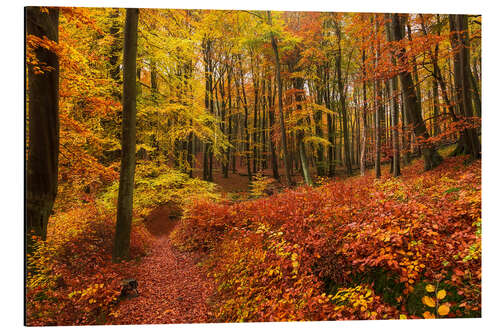 Aluminium print Autumn in the deciduous forest