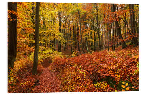 Foam board print Autumn in the deciduous forest