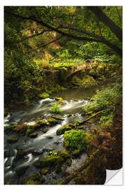 Wall sticker Old bridge in the nature