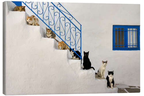 Obraz na płótnie Cats on stairs in Greece