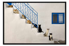 Gerahmter Kunstdruck Katzen auf Treppe in Griechenland