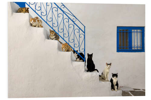 Tableau en PVC Chats dans les escaliers en Grèce