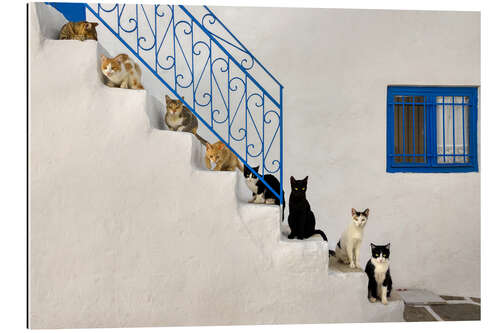 Galleritryk Cats on stairs in Greece