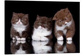 Quadro em plexi-alumínio Three British longhair cats