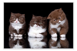 Wall print  Three British longhair cats - Janina Bürger