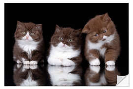 Sisustustarra Three British longhair cats