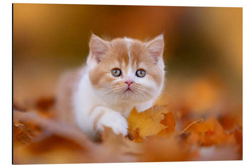 Tableau en aluminium Chat british longhair dans les feuilles