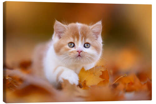 Canvastavla British long-haired cat in the foliage