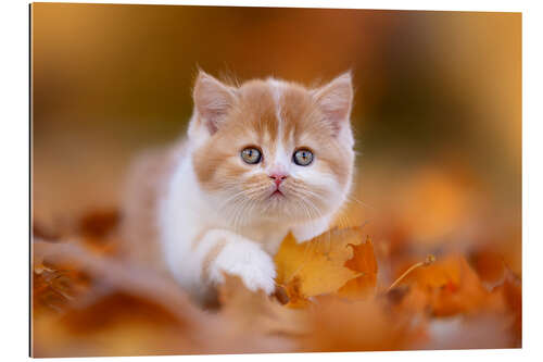 Gallery print British long-haired cat in the foliage