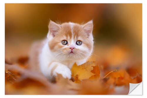 Naklejka na ścianę British long-haired cat in the foliage