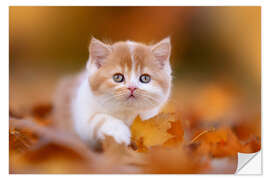 Naklejka na ścianę British long-haired cat in the foliage