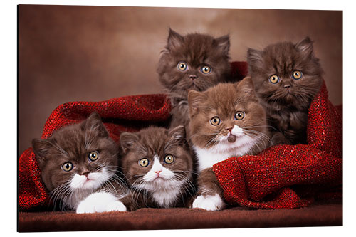 Aluminium print 5 cute cat kids