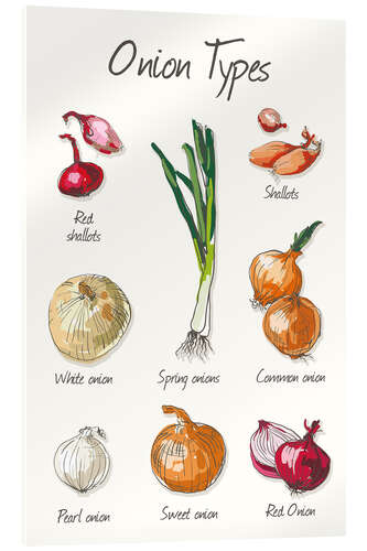 Acrylglas print The onion types