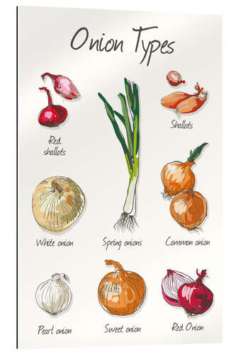 Gallery print The onion types