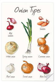 Wall sticker The onion types