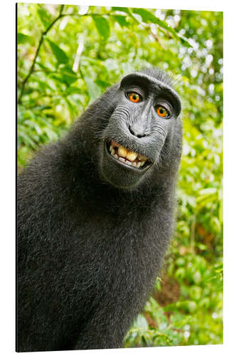 Aluminium print Monkey Selfie II