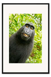 Gerahmter Kunstdruck Monkey Selfie II
