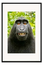 Gerahmter Kunstdruck Monkey Selfie I