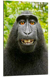 Magnettafel Monkey Selfie I