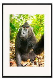 Gerahmter Kunstdruck Monkey Selfie III