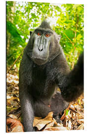 Magnettafel Monkey Selfie III