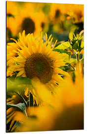 Aluminium print Sunflowers in the sunlight