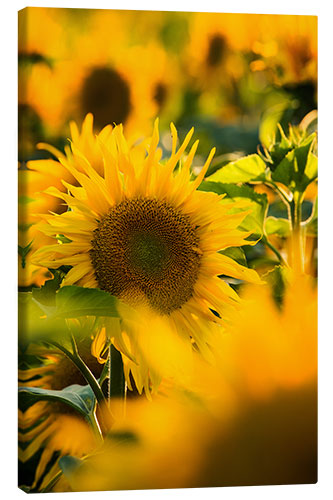 Leinwandbild Sonnenblumen im Sonnenlicht