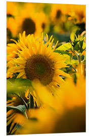 Foam board print Sunflowers in the sunlight