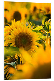 Gallery print Sunflowers in the sunlight