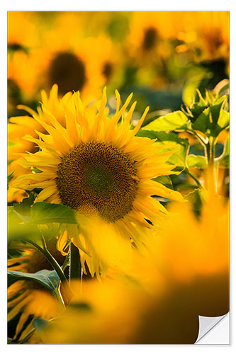 Wall sticker Sunflowers in the sunlight