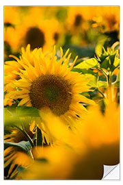 Muursticker Sunflowers in the sunlight